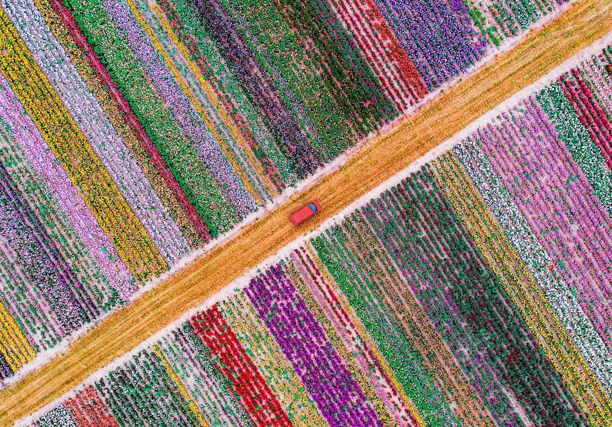 Luchtfoto van kleurrijke bloemenvelden met een zandweg en een rode auto.