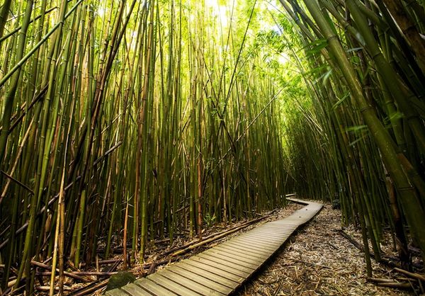 wooden pathway in between bamboo shoots