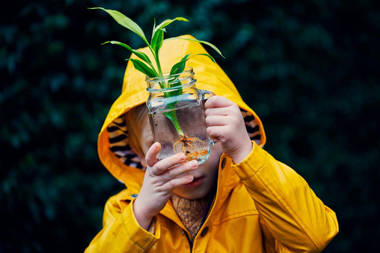 Boy in yellow raincoat curiously watching a green plant in a glass jar