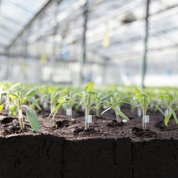 Rows of young green plants sprout from dark soil