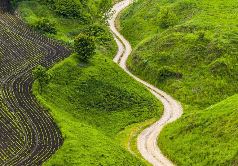 A winding dirt road curves through rolling green hills beside neatly planted agricultural fields. Lush grass and scattered trees line the landscape, creating a peaceful rural countryside scene.