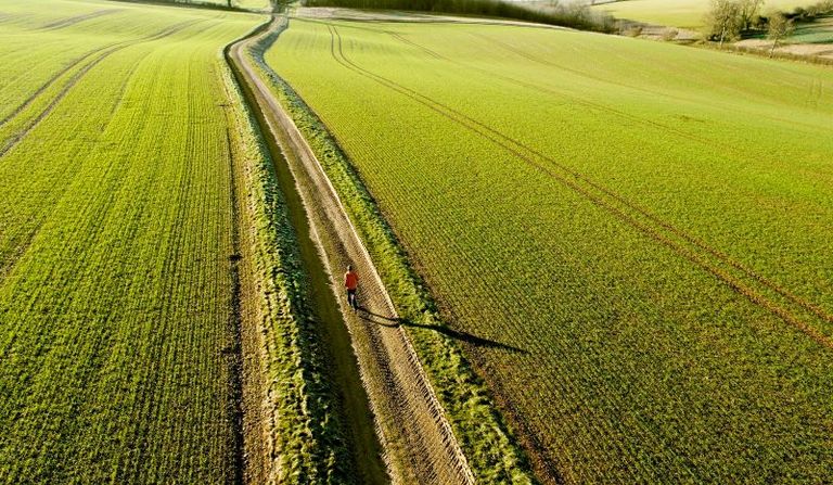 Man running through a vast field of green grass