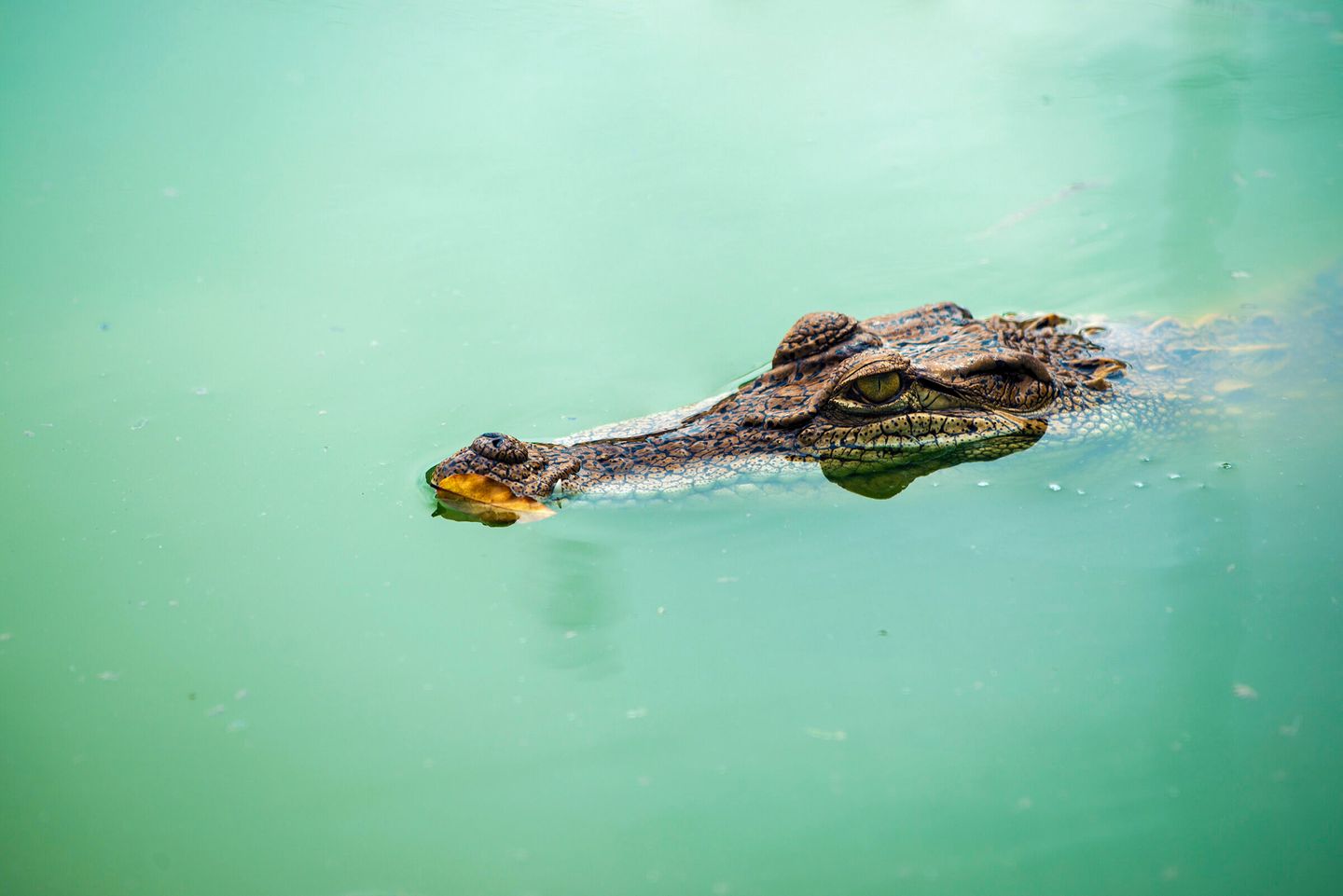 a crocodile glides through a water