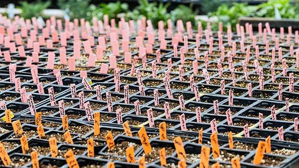 Colorful trays of plants represent growth, paralleling BlackRock's target date strategies for secure retirement planning.