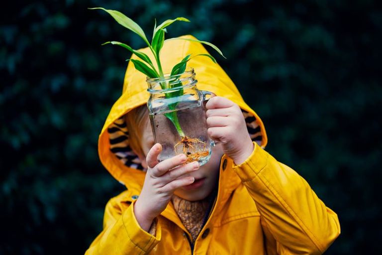 plant growing over time