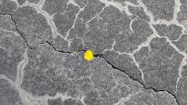 A resilient yellow flower emerges from a crack, representing growth and the importance of financial security in retirement.