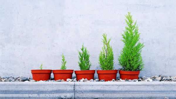 images of plants