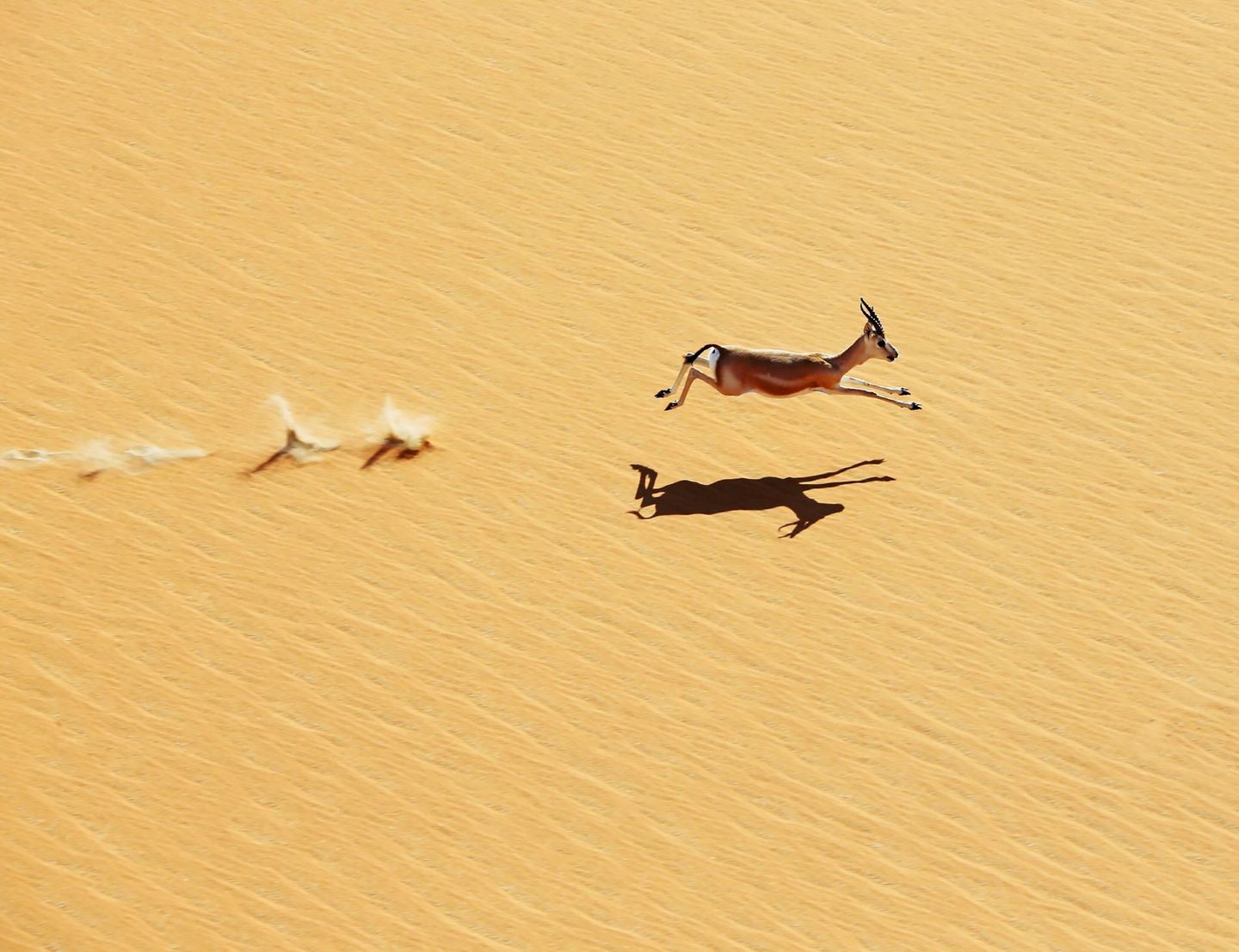 image of gazelle leaping over the desert