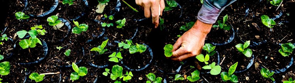 A person tends to plants, illustrating the importance of growing investments for a secure retirement income