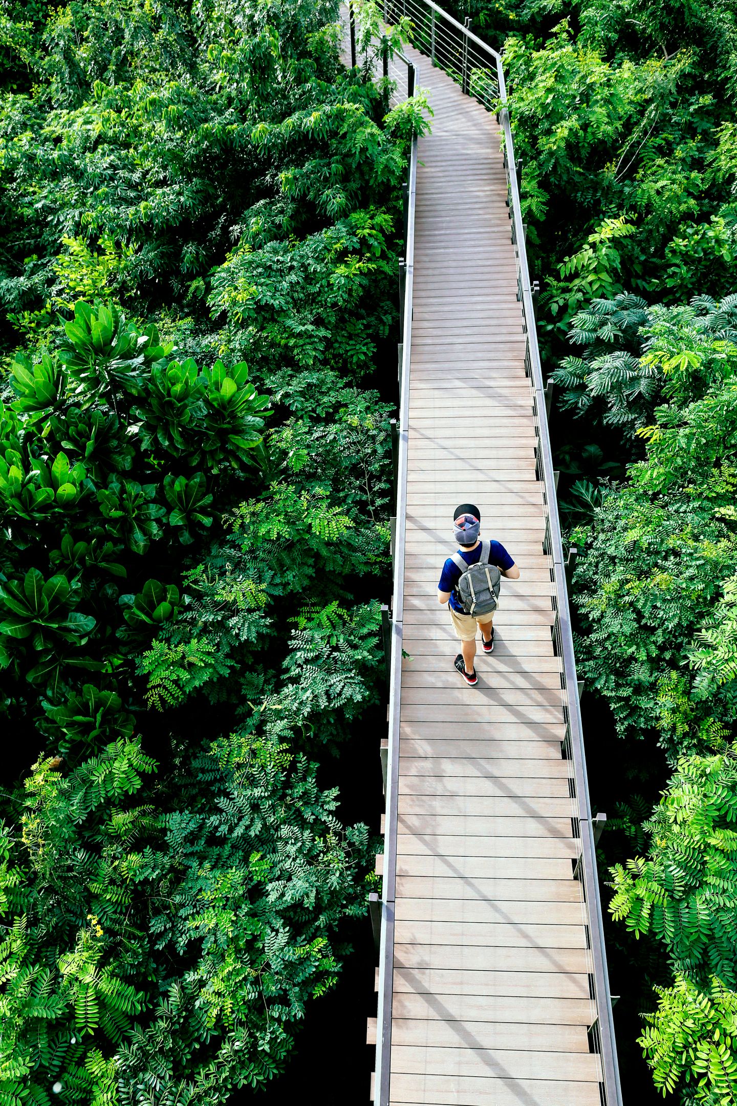 Person with a backpack walking on a raised wooden walkway surrounded by dense green forest