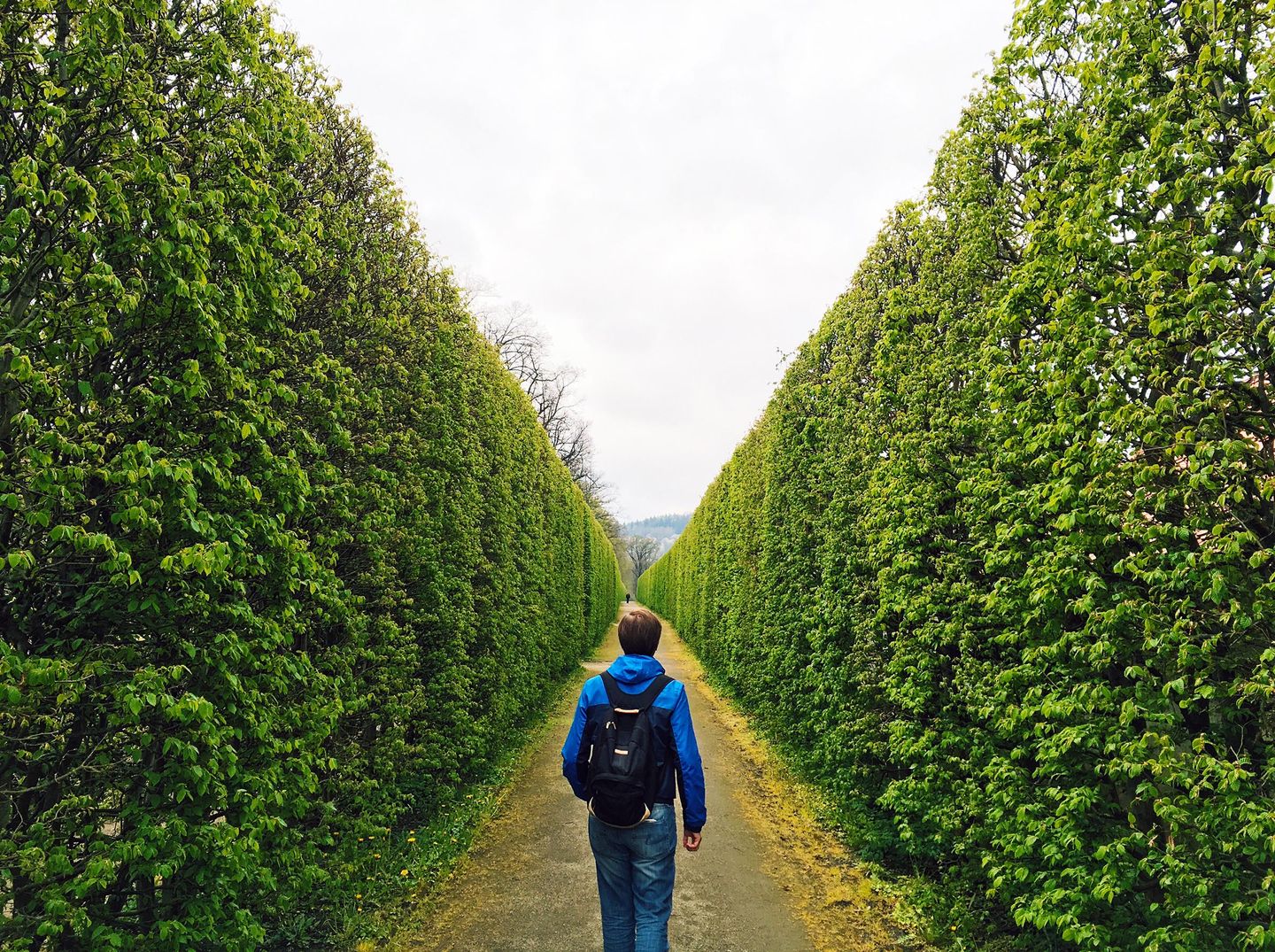 Person with a backpack walking down a straight path lined with tall, dense green hedges on both sides