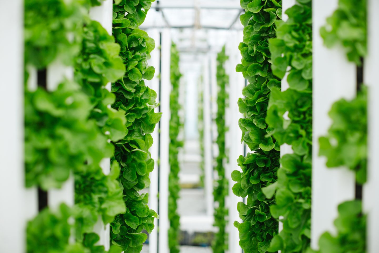 Rows of green lettuce plants growing vertically in a hydroponic system.